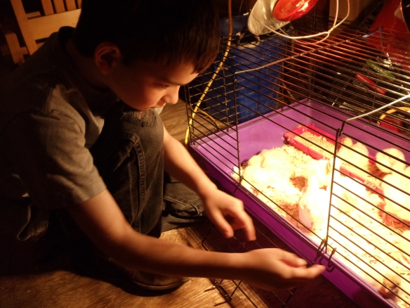 Isaiah feeds the new chicks.